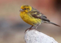 Which Football Teams Are Named After Birds? Learn Here!